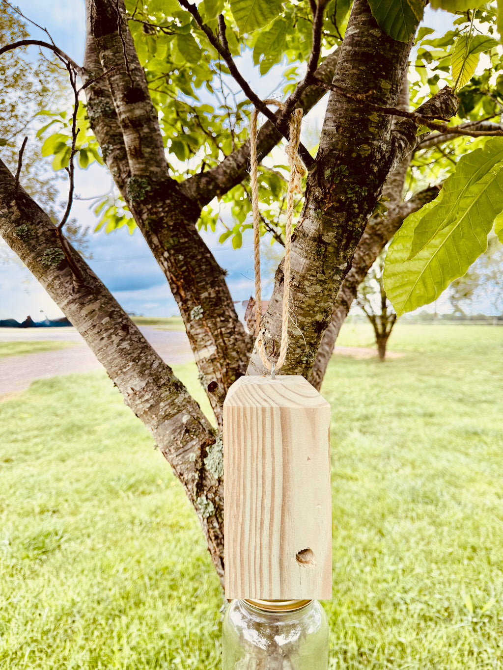 Carpenter Bee Traps